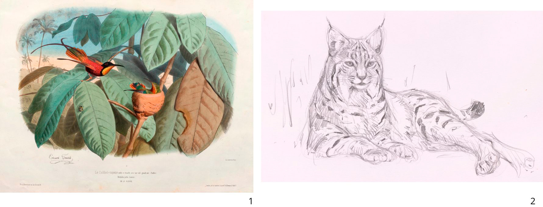 Colección Carrasco y Colección Varela (AMNCN)