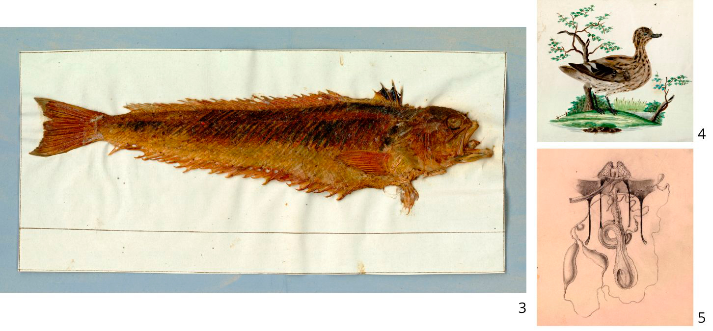 Colección iconográfica AMNCN