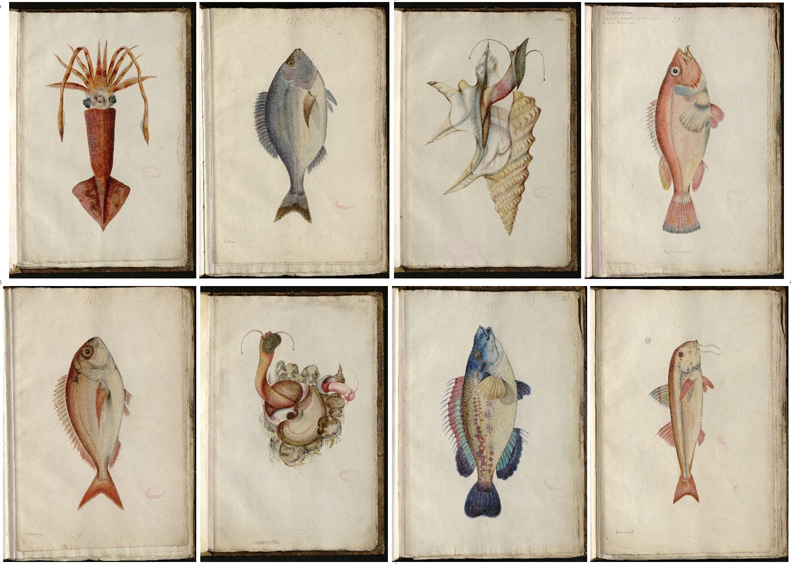 Composicion peces Coleccion de producciones de los mares de España