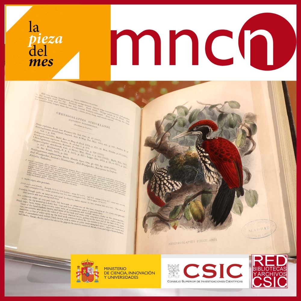 Pieza del mes MNCN