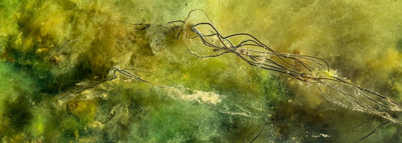 Acuerdo Transformativo entre Microbiology Society y el CSIC para publicar en Acceso Abierto