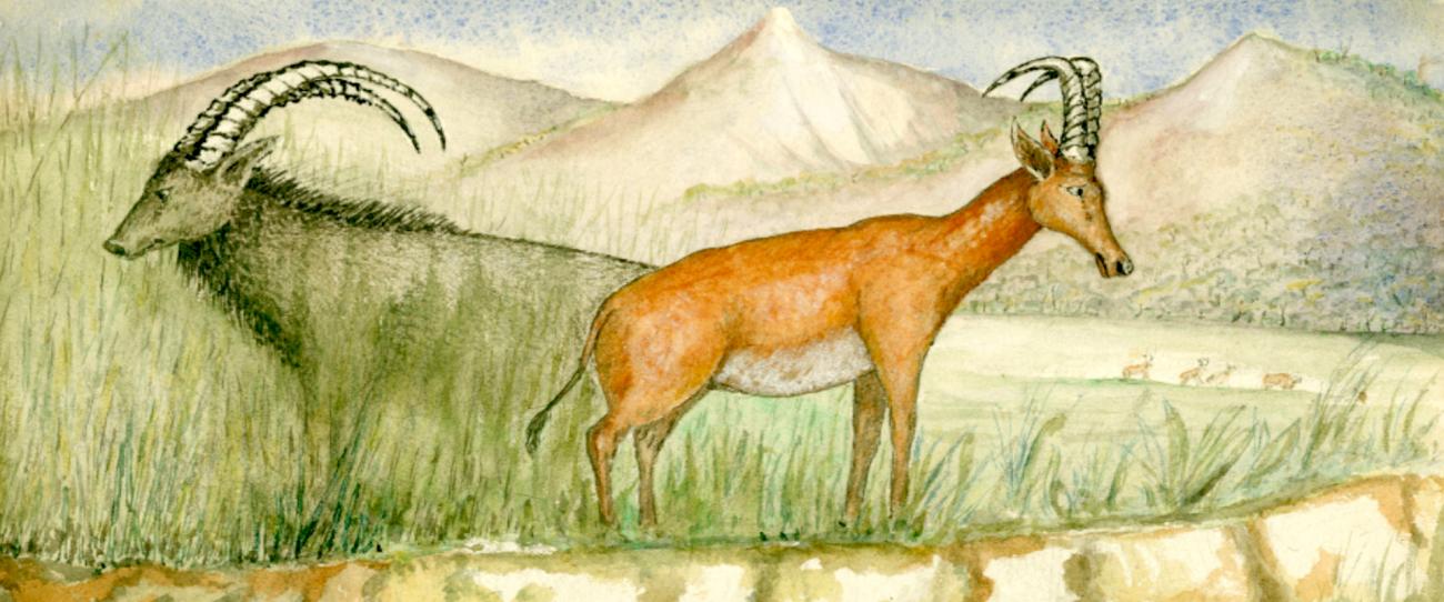 Royal Anthropological Institute, Royal Geographical Society y New York Academy of Sciences: acceso a los archivos digitalizados de estas tres sociedades científicas en Wiley Digital Archives