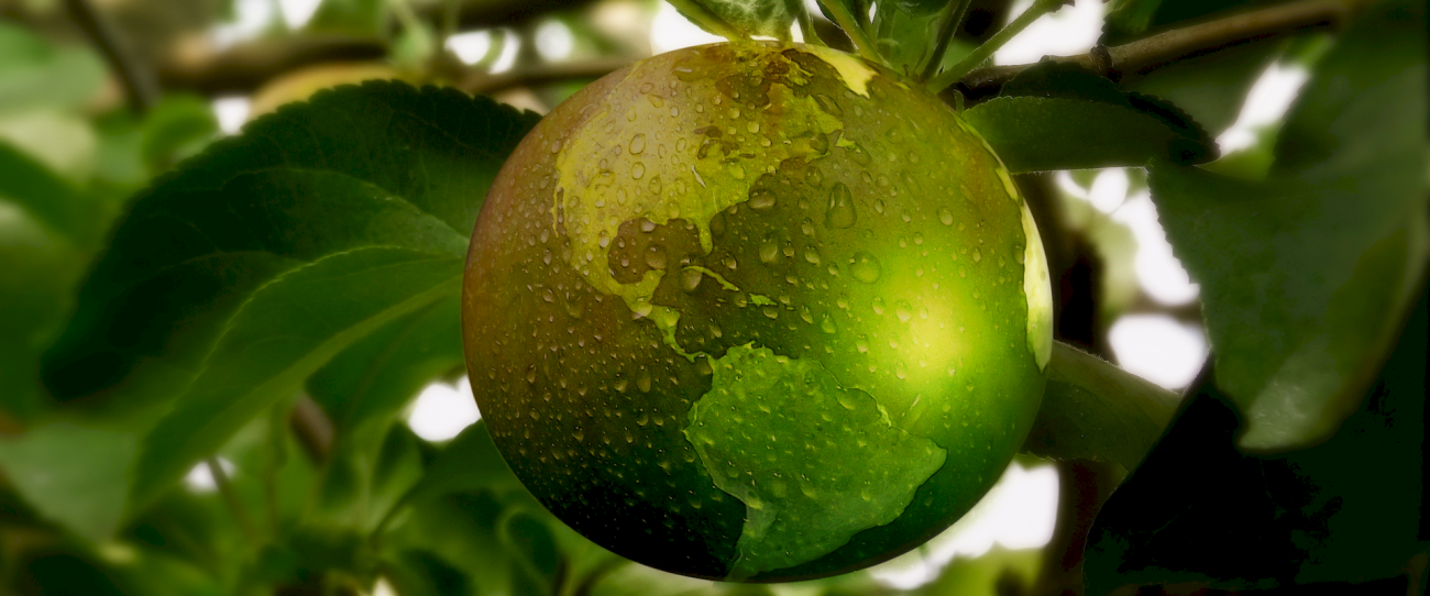 Las bibliotecas y los objetivos de desarrollo sostenible: nuevo número de la revista “Enredadera”