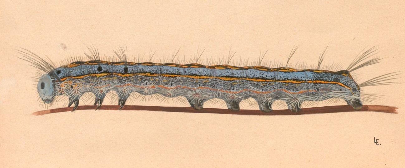 Ilustración de una oruga