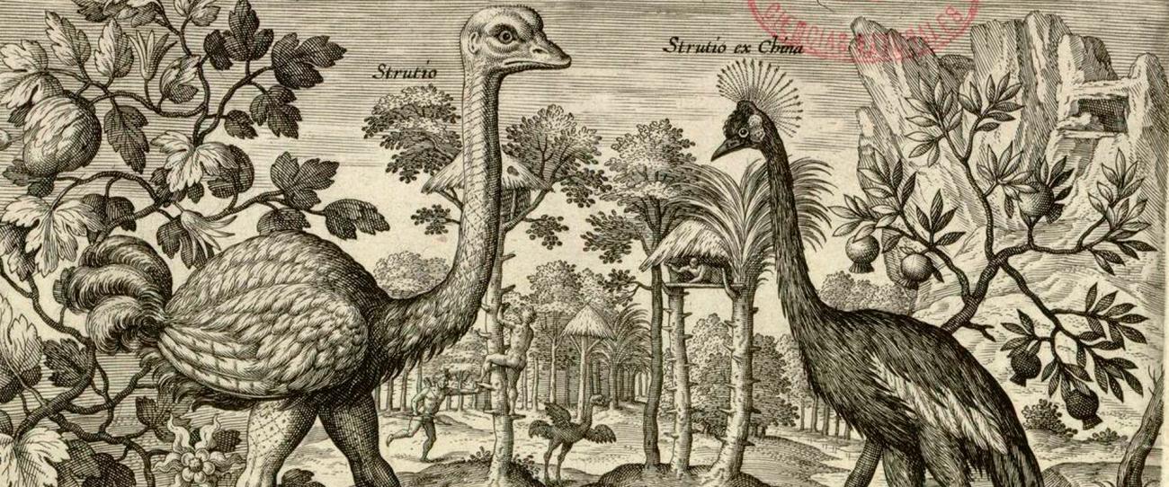 Composición de tres escenas sobre aves