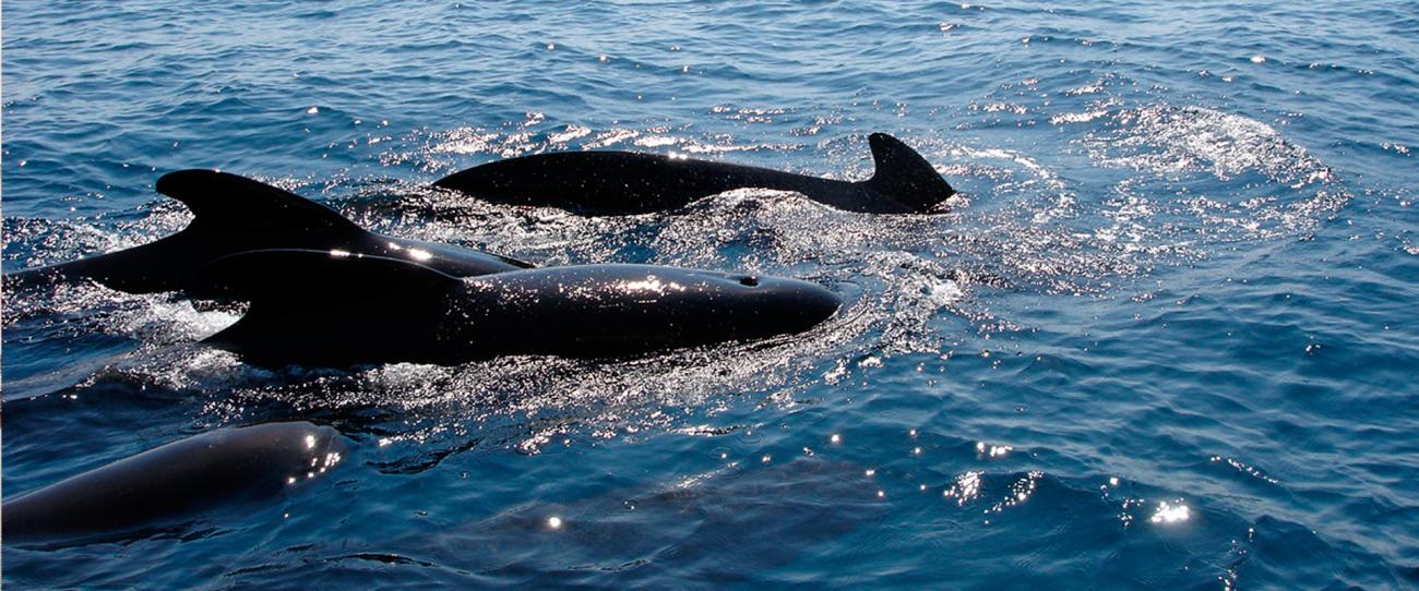 Instituto Español de Oceanografía
