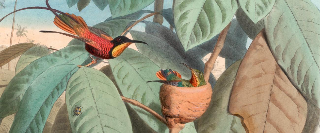 Colibrí Topacio o Topacio Cola Canela - Topaza Pella