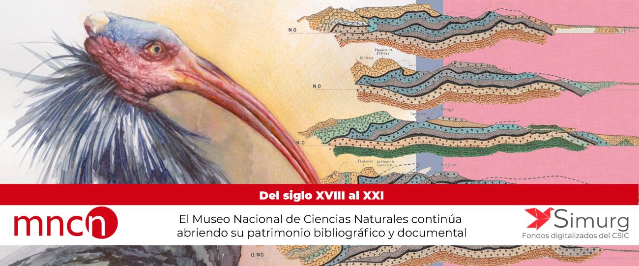 Simurg MNCN 2025 destacado